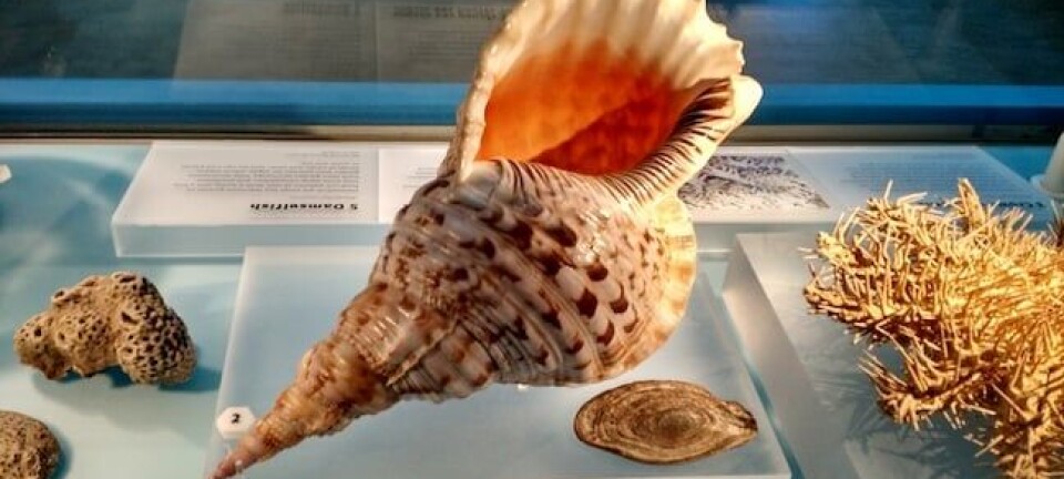 NHM Shells Starfish