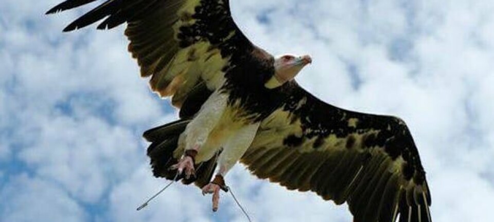 Arthur the vulture. Pic: Birds of Prey Displays