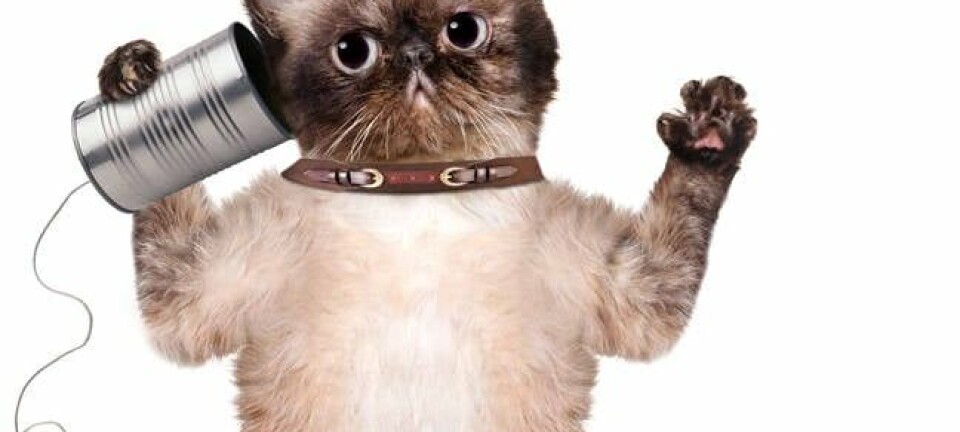 shutterstock_192561857-cat-