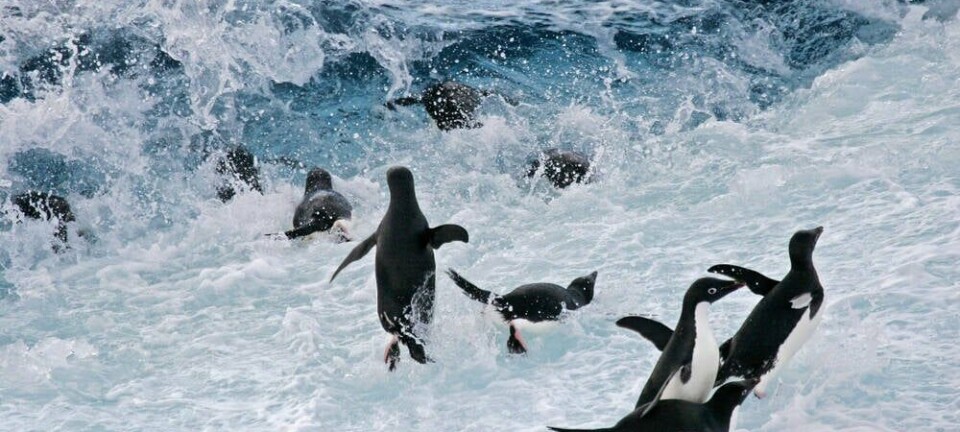 penguins