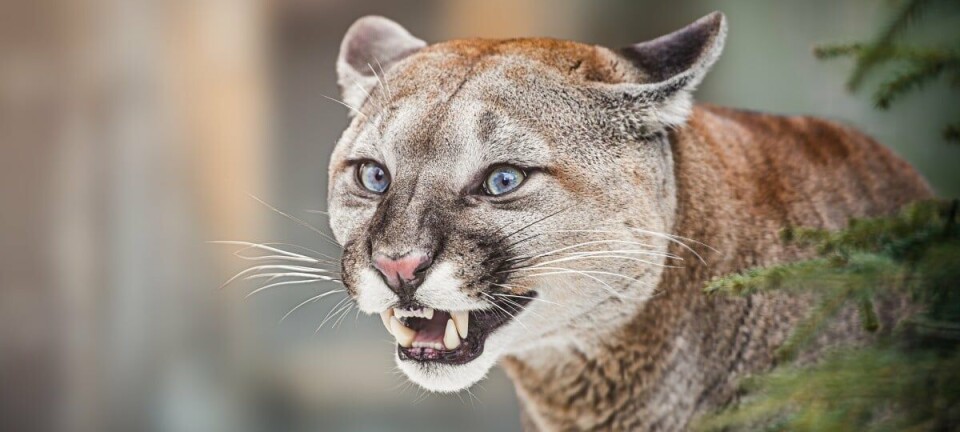 Cougar aka Puma aka Mountain Lion