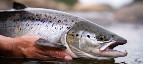 Salmon