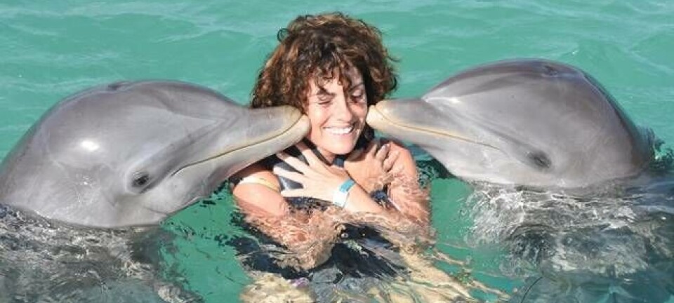 dolphin