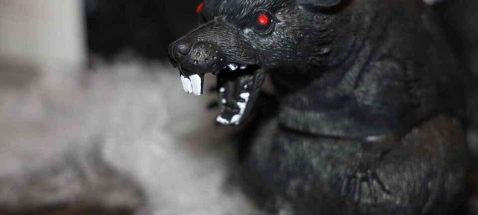 scay_rat_glowing_eyes