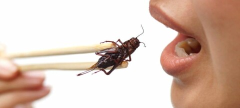 A woman eating a cricket