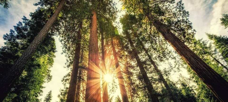 tALL PINE TREES IN FOREST