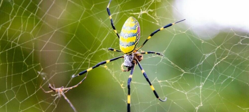 spider