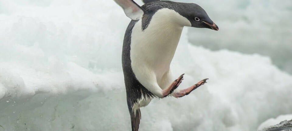 penguin dives off ice shelf