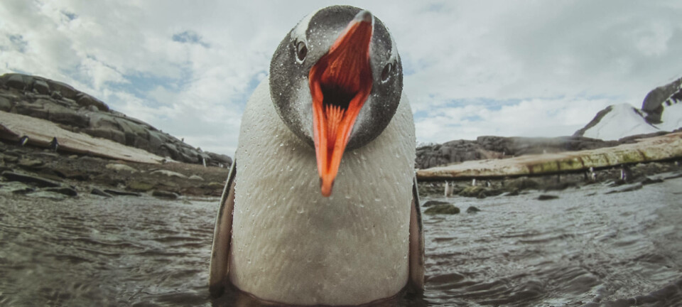 Angry Penguin