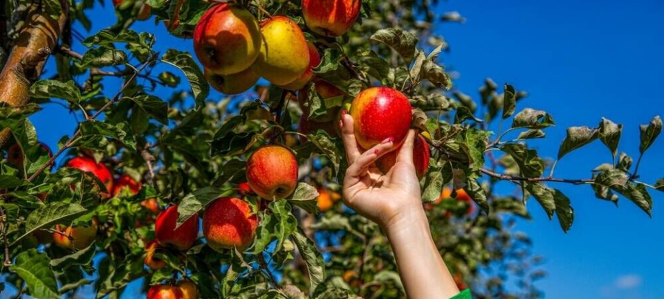 apple