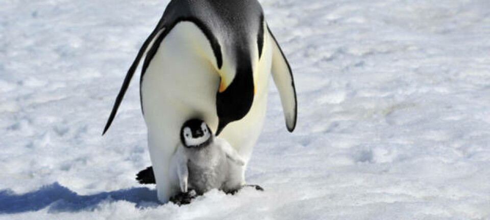penguin with a baby
