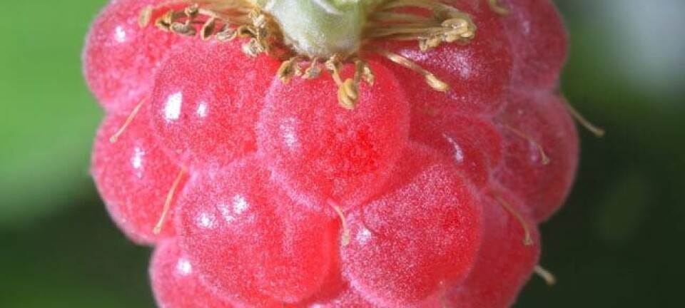 Raspberry, image via Shutterstock