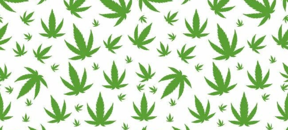 Cannabis leaves