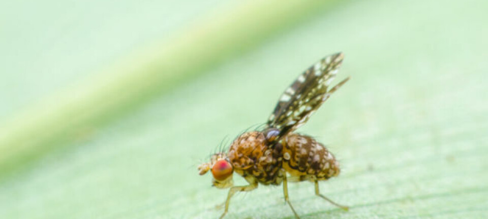 Fruit fly in nature - drosophila melanogaster