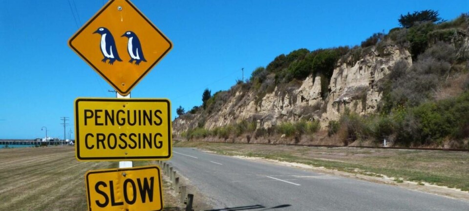 Penguin crossing slow down sign