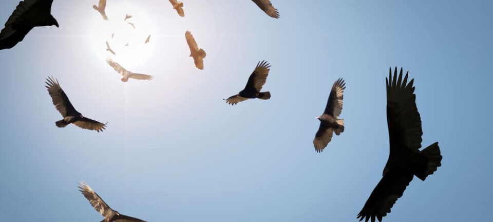 vulture