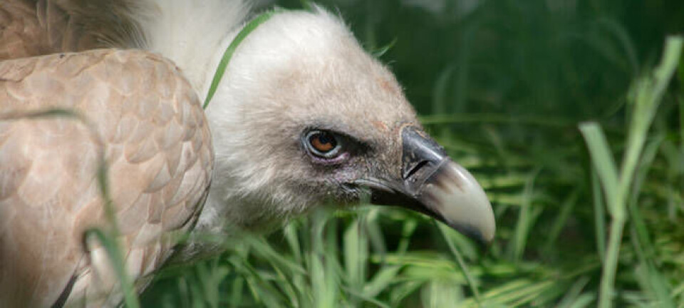 A close portrait of the Griffon Vulture (Gyps fulvus)