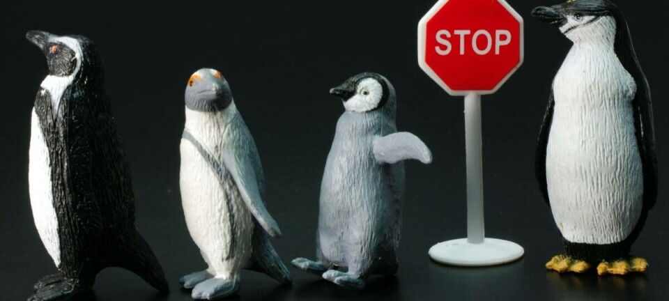 Penguins at stop sign