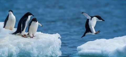 penguin