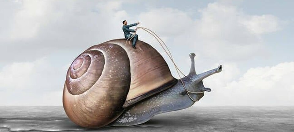 snail