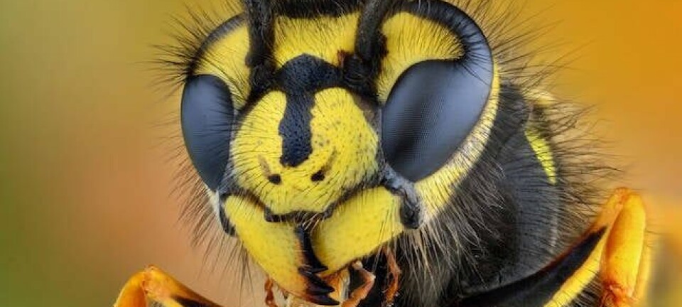 A wasp, from Shutterstock