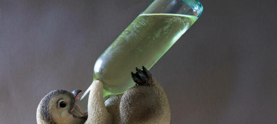 Penguin drinks a bottle of wine