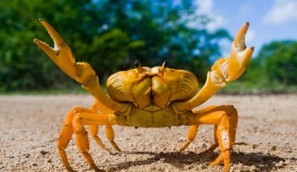 Yellow land crab