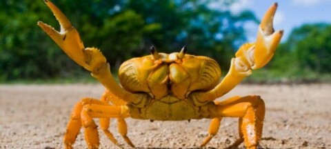 Yellow land crab