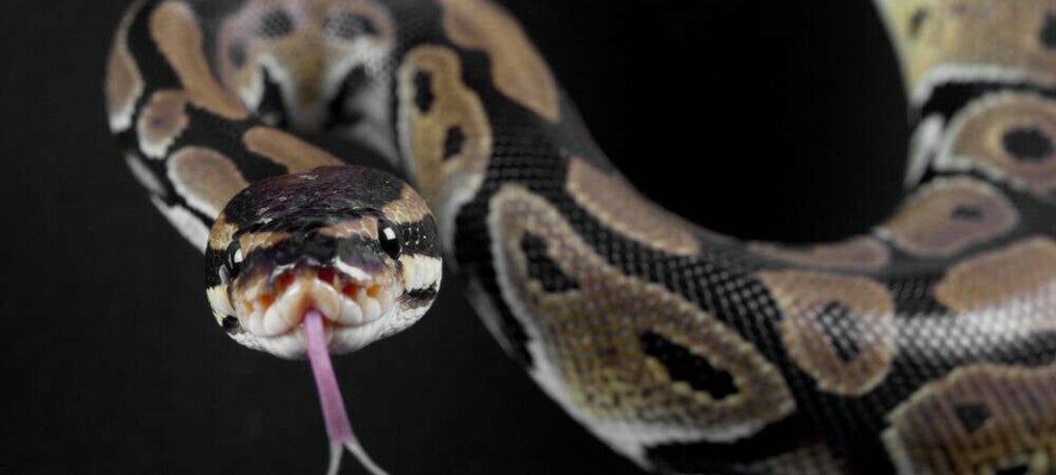 python