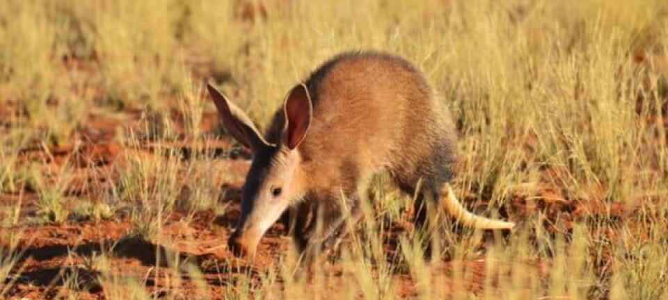 aardvark