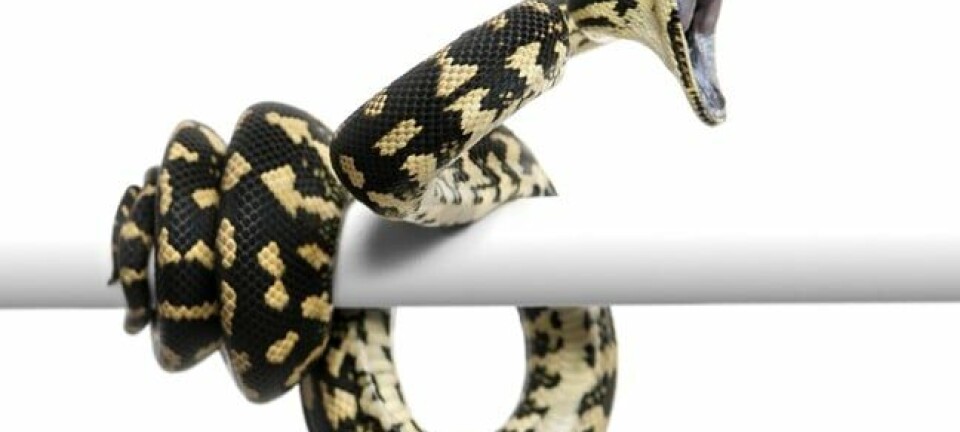 Python attacking
