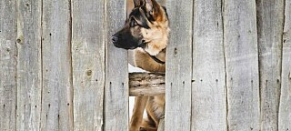 Dog and fence, mage via Shutterstock