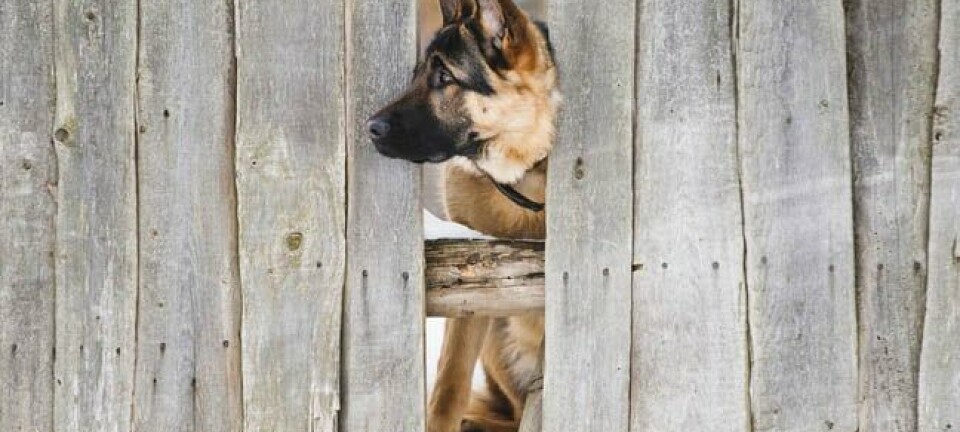 Dog and fence, mage via Shutterstock