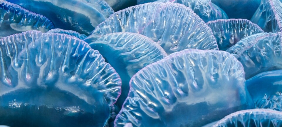 ab man o war jellyfish physalia