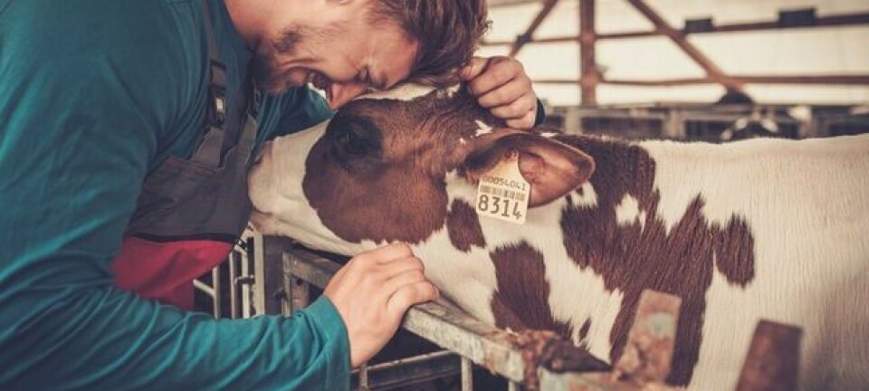 a young farmer and a calf...