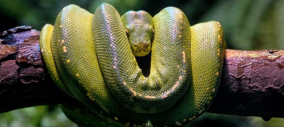 python