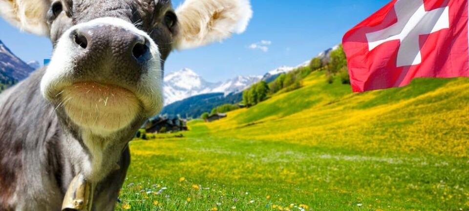 swiss