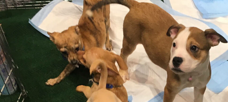 Puppies at RSA