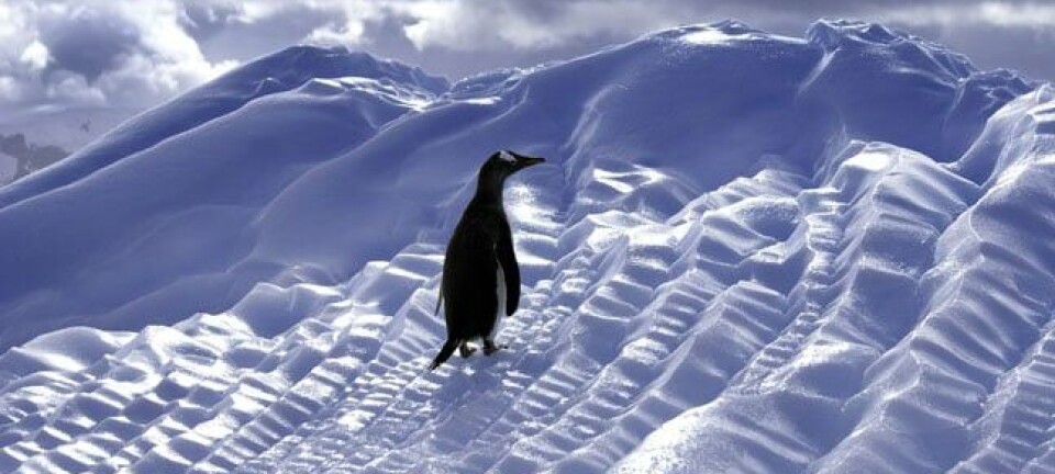 Lone penguin image via Shutterstock