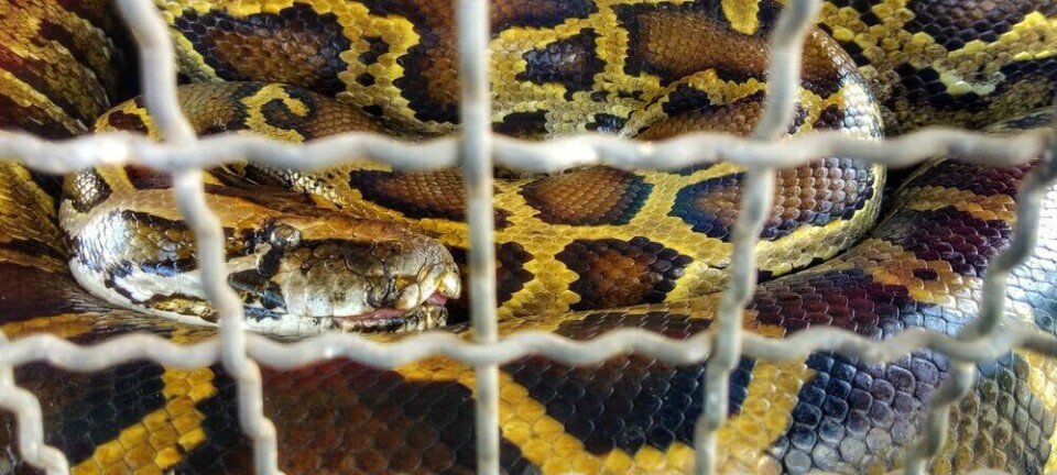 python
