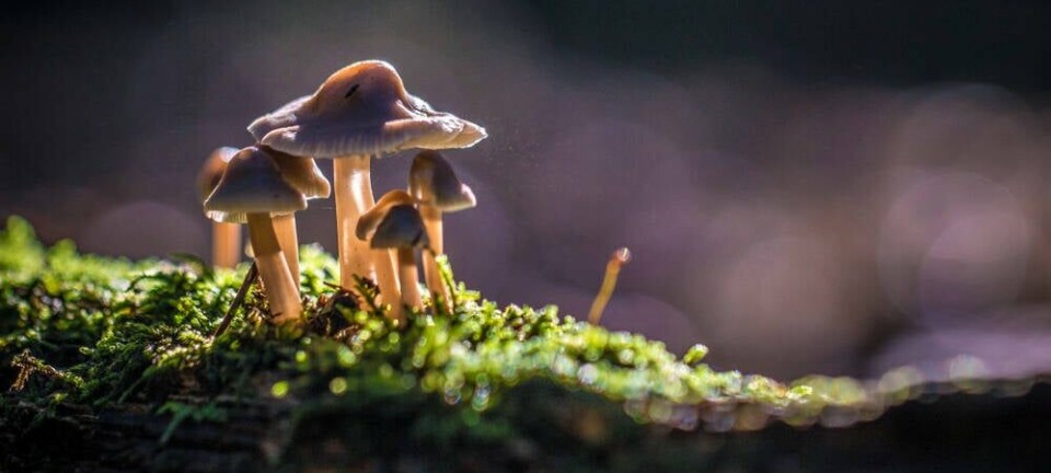 mushrooms