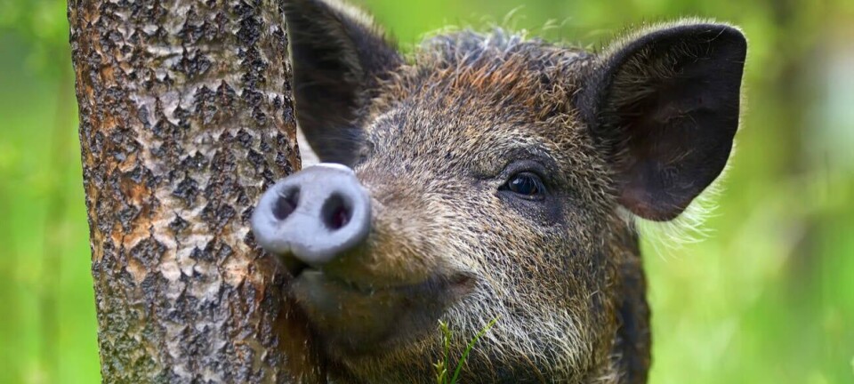 wild boar smiles in forest