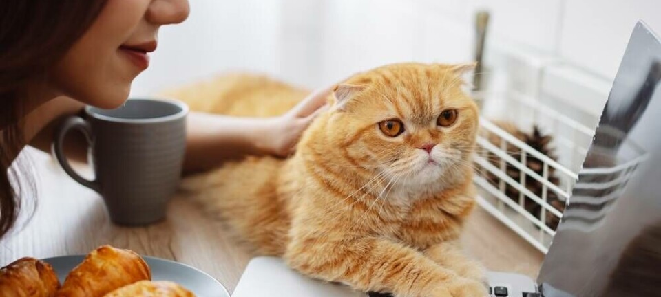 cat