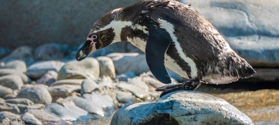 Linux penguin