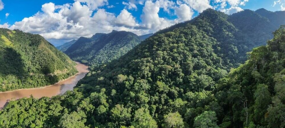Panorama of amazon rainforest