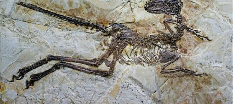 Zhenyuanlong suni fossil