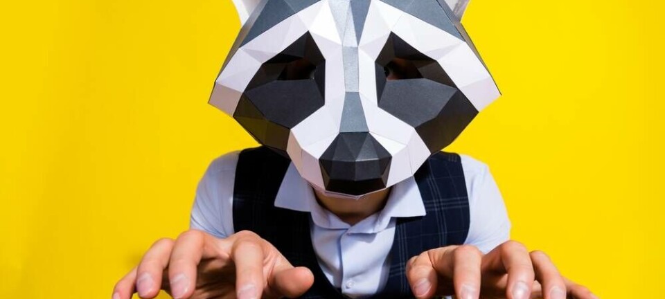 Someone wearing a raccoon mask while typing at a keyboard against a yellow background