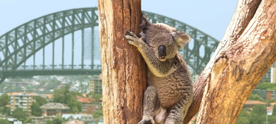 Sydney Australia