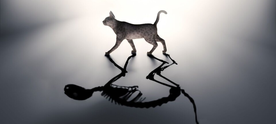 Schrödinger's cat