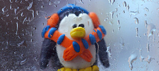 penguin looks through rainy window